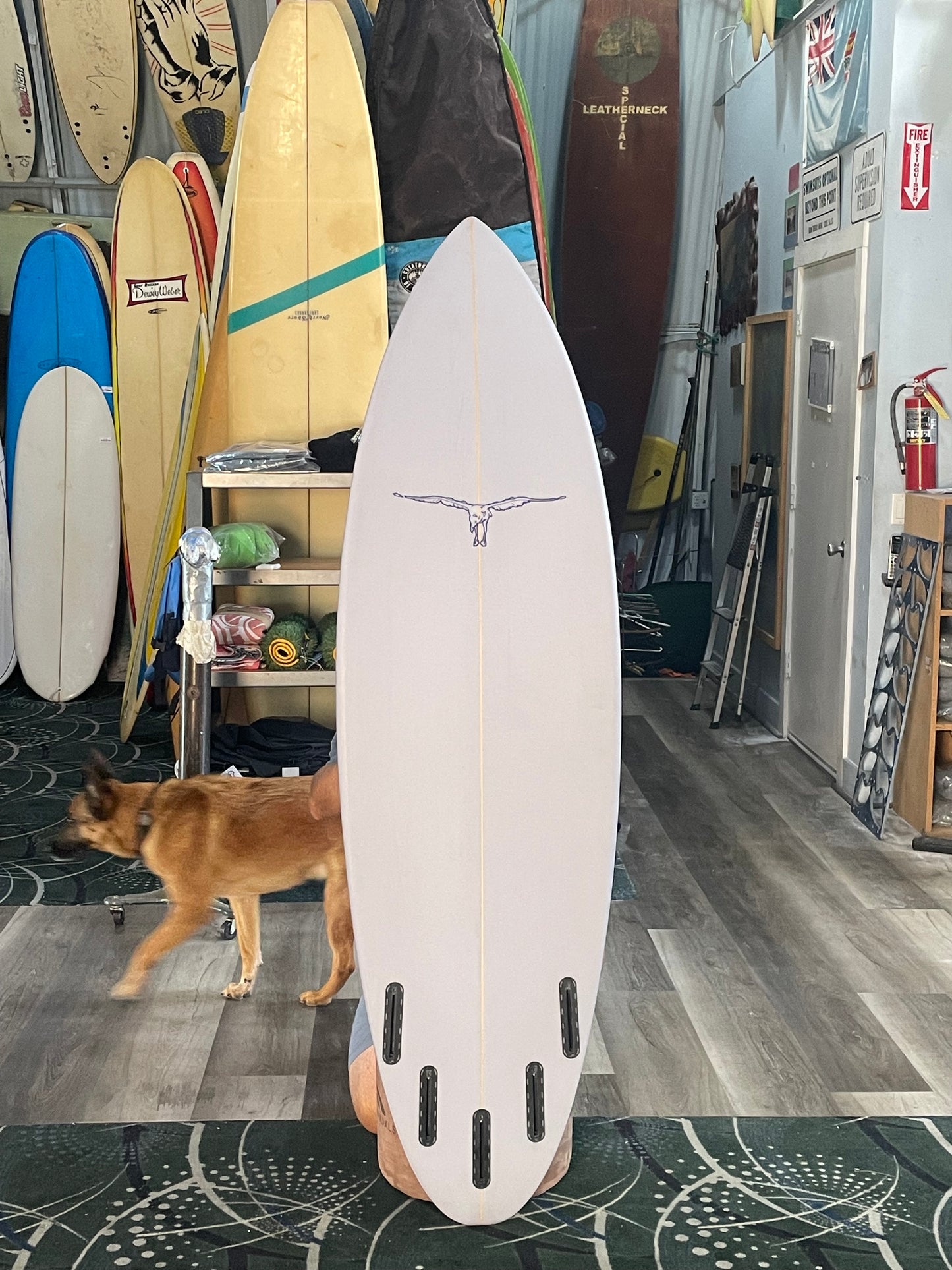 HOLLY WINTER EGG 5 Fin - 6'0